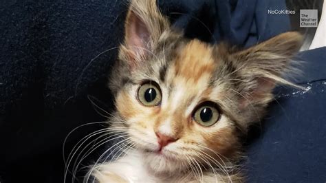 Unicorn kitten found - Adopting a kitten can be a wonderful experience for both you and the animal. Not only do you get to bring home a new furry friend, but you’re also giving a home to an animal in need. If you’re looking for kittens available for adoption near...
